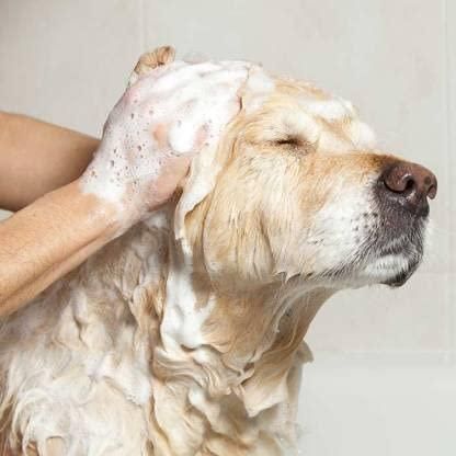 🐕✨ Anti-Itch Dog Shampoo | Ditch the Itch 300ml (Pack of 2)