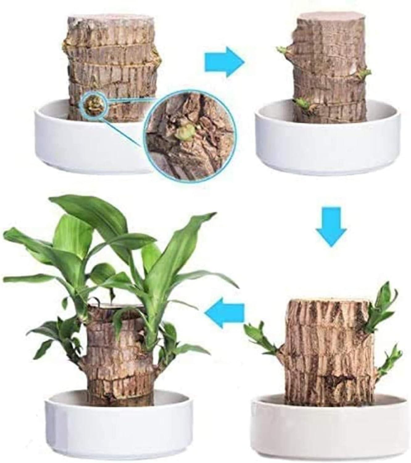 🍀🪴 Brazilian Lucky Wood – Mini Home Plant Decorations