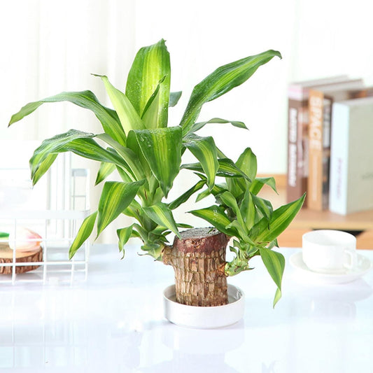 🍀🪴 Brazilian Lucky Wood – Mini Home Plant Decorations